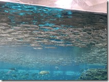 IMG_0749[1]