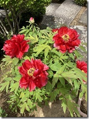 IMG_1172[1]