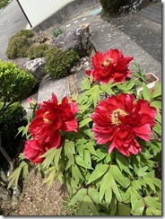 IMG_1173[1]